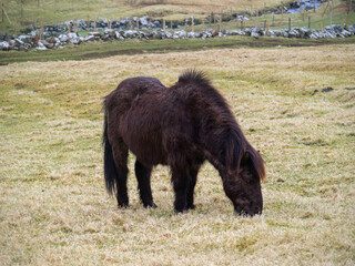 Fototapeta na wymiar A horse grazing in Mykines island grass fields