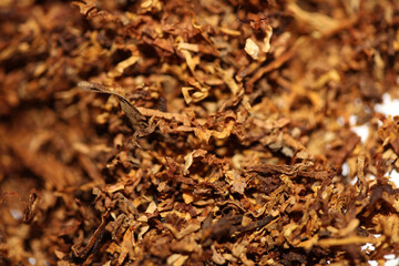 Rolling dried tobacco leafs close up background big size high quality stock photos smoking addict...