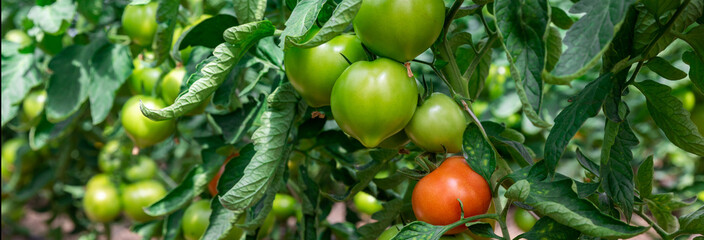 ripe and green tomatoes