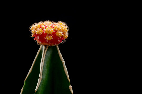 Injerto cactus rojo con flor amarilla