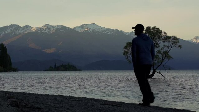 Wanaka Tree in the mornign light and man walking by. New Zealand, Otago, South Island