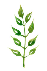 Green leaves, herbs and branches. Floral Design element. Perfect for wedding invitations, greeting cards, blogs, posters and more