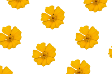 Yellow flowers on a transparent background