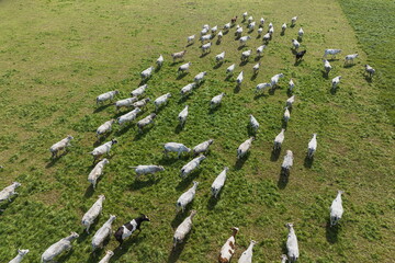 A herd of white cows grazes in a field top view