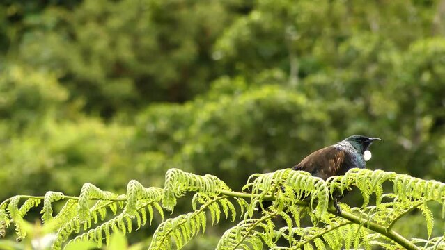 Tui bird posing on the top of new zealand fern