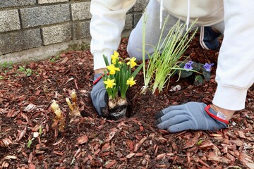 Mans hands planting flowers in garden. High angle view 
