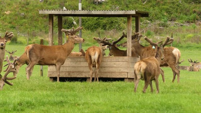 Group of male deers eating on a farm. Horizontal Footage