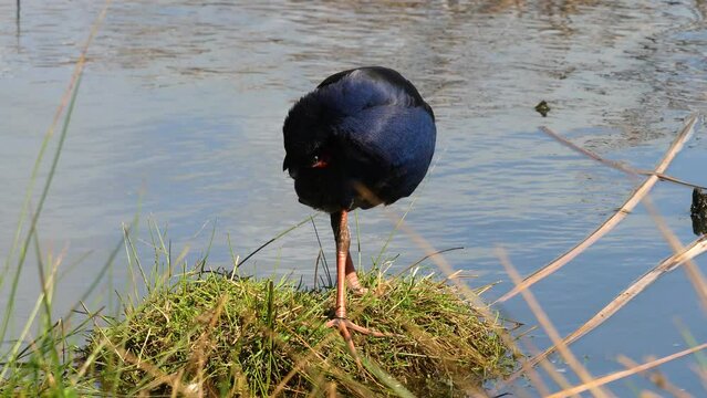 Pukeko (australasian swamphe), new zealand native bird, on the shore of a lake