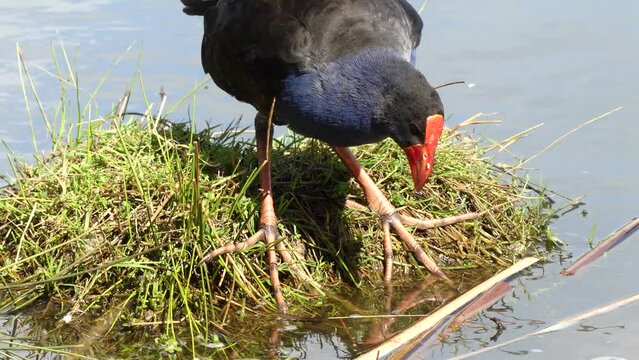 Pukeko, new zealand native bird looking for food on the water