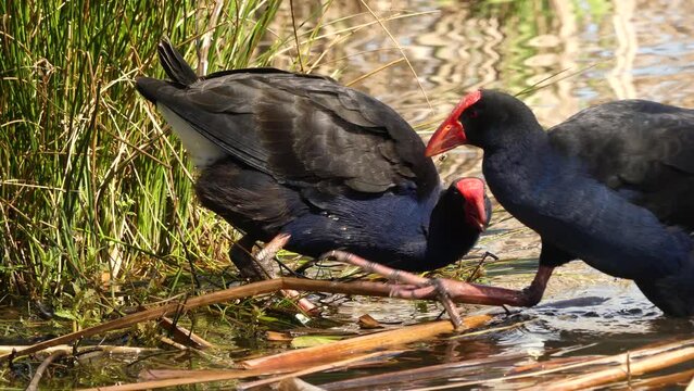 Pair of Australasian Swamphe (Pukeko) playing with each other by the shore of a lake