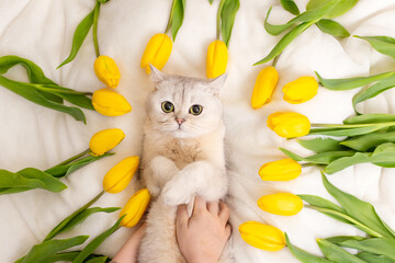 Childrens hands are stroked by a white British cat lying on a white blanket surrounded by yellow tulips