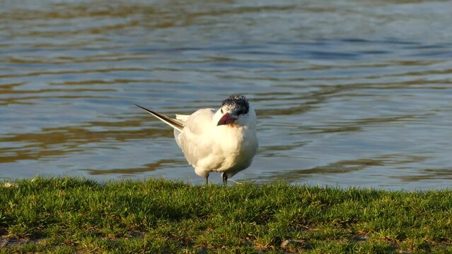Little Tern posing by the river. 4k footage