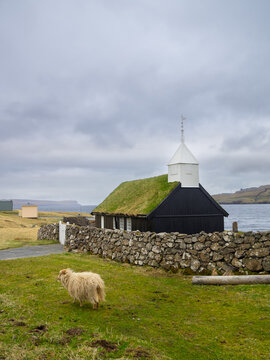 A sheep passing bu Kollafj&oslash;r&eth;ur blacj turf roofed church