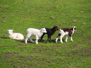 Fototapeta premium White and black lambs in the green grass