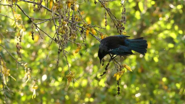 Tui , New Zealand Endemic Bird, feeding with nectar on a native kowhai tree with yellow flower