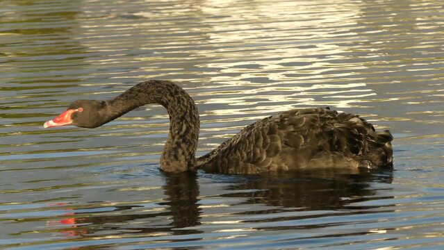 Black swan drinking water and gloating on a lake