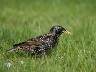 Closeup of female starling in the grass in a park onspring day 