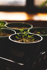 Seedlings starting to grow on a small table inside a house. Farming and agriculture in Ontario, Canada.
