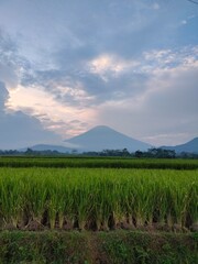 Green rice field with a huge mountain in the background. Beautiful rural landscape of tropical agricultural field with mountain