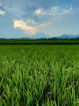 Green rice field with a huge mountain in the background. Beautiful rural landscape of tropical agricultural field with mountain