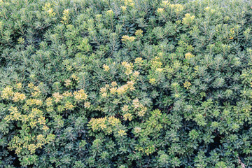 Beautiful atmospheric background in green colors.Bright leaves flowers on natural background. High quality photo