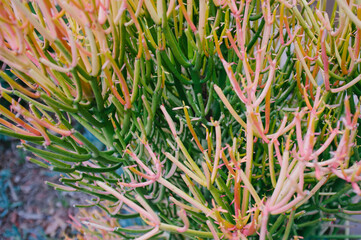 Green and Pink Plants