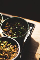Seedlings starting to grow on a small table inside a house. Farming and agriculture in Ontario, Canada.