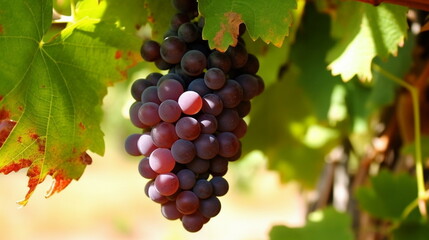 Fototapeta premium bunch of grapes, Generative AI, Generative, AI