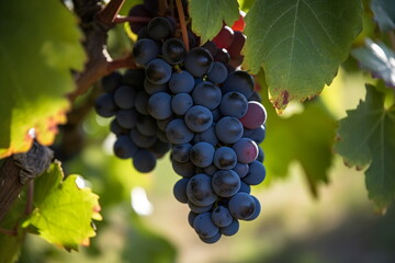Fototapeta premium bunch of grapes, Generative AI, Generative, AI