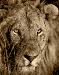 Fototapeta premium Lion Eyes