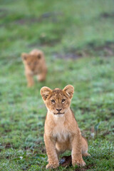 Currious Lion Cub