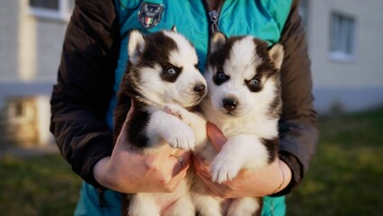 Two husky puppies in my arms. A woman holds two wonderful purebred husky puppies in her hands. Close up portrait of little husky puppies.
