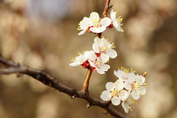 Blooming apricot tree, closeup branch blossom