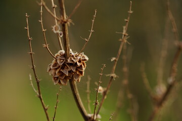 Dry plant bush with thin branches growing in the field.