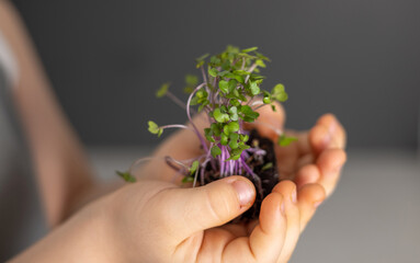 micro greens threads with roots in woman or kid baby hands in small ceramic plate or through scissors blade on kitchen table isolated.plants seed home growing healthy nutrition fibers