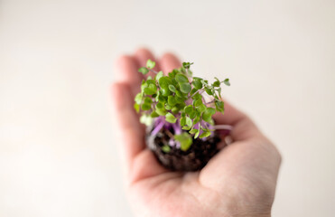 Naklejka na ściany i meble micro greens threads with roots in woman or kid baby hands in small ceramic plate or through scissors blade on kitchen table isolated.plants seed home growing healthy nutrition fibers