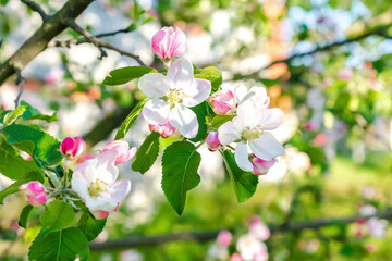 Naklejka na ściany i meble Blooming apricot, apple, pear, cherry tree at spring, pink white flowers plant blossom on branch macro in garden backyard in sunny day close up. nature beautiful landscape