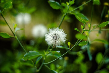 dandelion in the grass