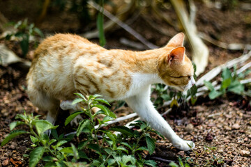 Striped Kitten in the Wilderness