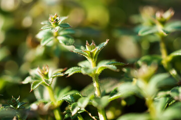 Obraz premium Galium aparine cleavers, catchweed, stickyweed, robin-run-the-hedge, sticky willy, sticky willow, stickeljack, and grip grass use in traditional medicine for treatment. Soft focus. Film grain.
