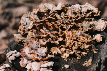 Group of orange mushrooms growing on a tree in the rainforest.