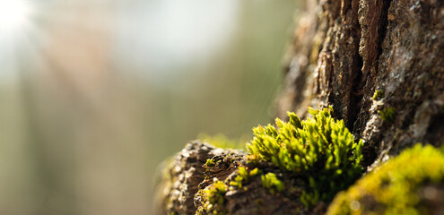 Close up of green moss on forest ground. Macro photo. Detailed photo. © Татьяна Качайло