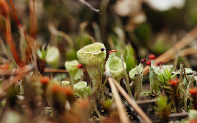 Cup lichen pixie macro photo