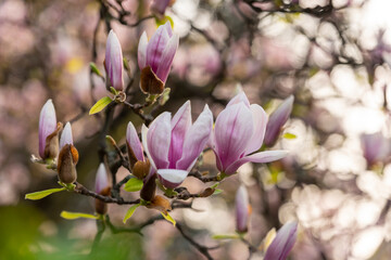 beautiful pink magnolia flowers in the spring garden