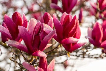 beautiful pink magnolia flowers in the spring garden close-up