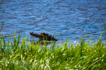 An alligator raises it's head in a pond.