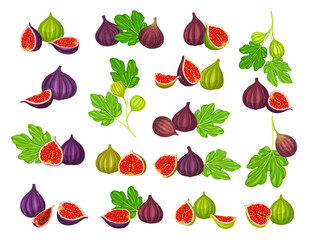 Common Fig or Ficus Plant with Syconium Fruit with Numerous Seeds Big Vector Set