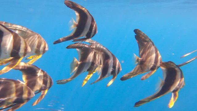 A school of juvenile batfish swim in a synchronized fashion in deep clear blue ocean water off the coast of the Ningaloo in Western Australia.