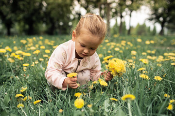 Cute girl picking flowers yellow dandelions on meadow in summer.  