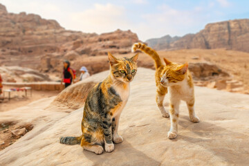 Two stray cats stand together on a rock with the ancient caves and Rose City of Petra Jordan in the...